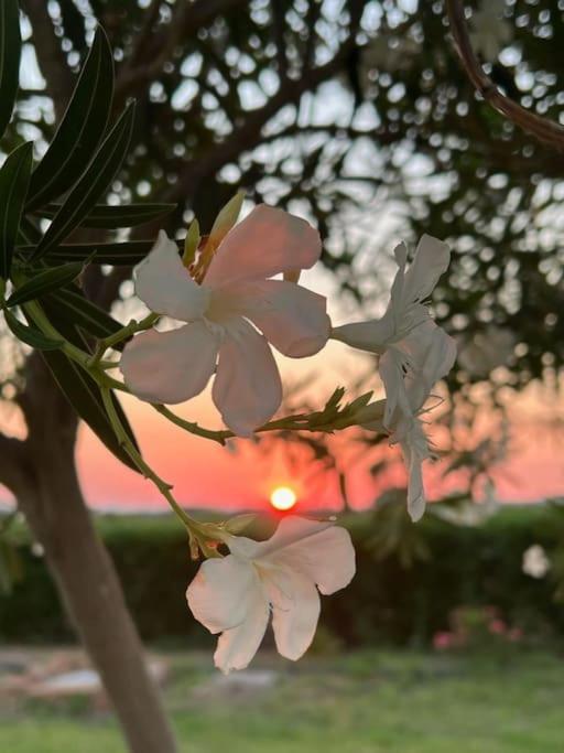 Casa Barbara Sardinia Villa Masainas